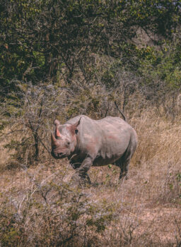 White Rhino Encounter